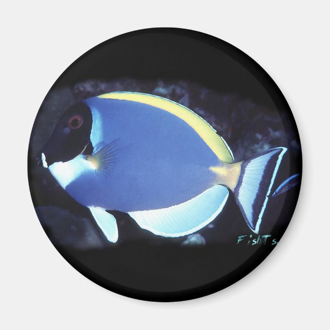 Powder Blue Tang Magnet (Front)
