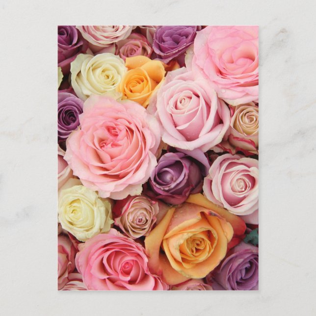 Powder colored roses by Therosegarden Postcard (Front)