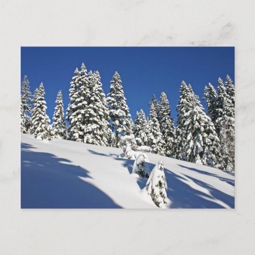 Powder Morning Alpine Meadows Postcard