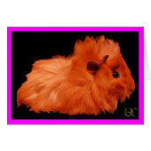 Powder Puff (Front Horizontal)