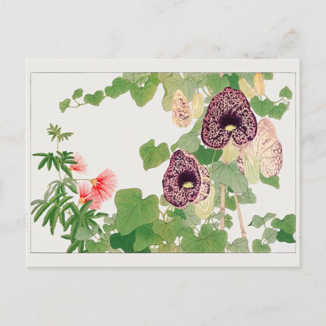 Powder puff tree, Calico flower by Tanigami Konan Postcard (Front)