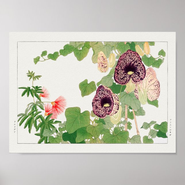 Powder puff tree, Calico flower by Tanigami Konan Poster (Front)