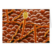 Powdery Mildew Fungus on Poinsettia (Front Horizontal)