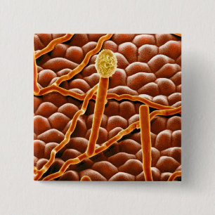 Powdery Mildew Fungus on Poinsettia Button