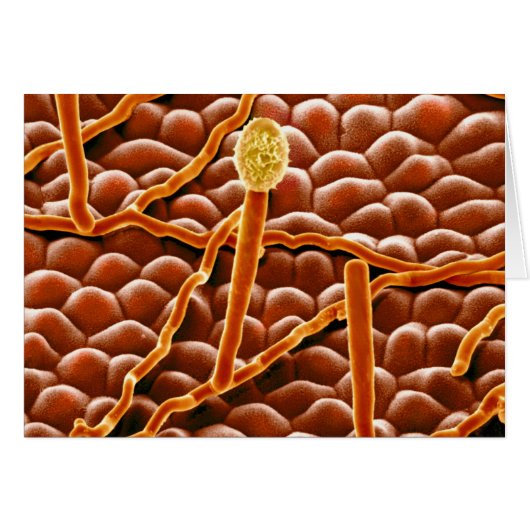 Powdery Mildew Fungus on Poinsettia Cards (Front Horizontal)