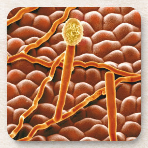 Powdery Mildew Fungus on Poinsettia Drink Coaster