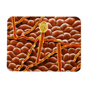 Powdery Mildew Fungus on Poinsettia Magnet