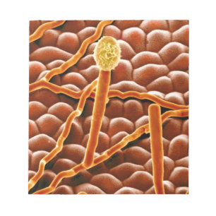 Powdery Mildew Fungus on Poinsettia Notepad