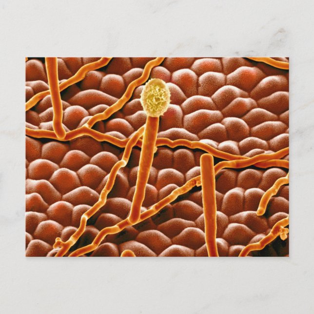 Powdery Mildew Fungus on Poinsettia Postcard (Front)