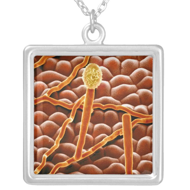 Powdery Mildew Fungus on Poinsettia Silver Plated Necklace (Front)