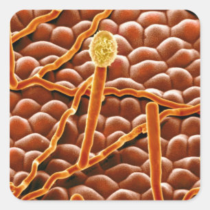 Powdery Mildew Fungus on Poinsettia Square Sticker