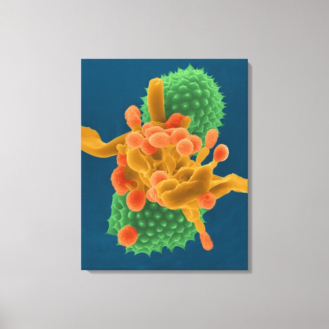 Powdery mildew mold hyphae / spores  and ragweed p canvas print (Front)