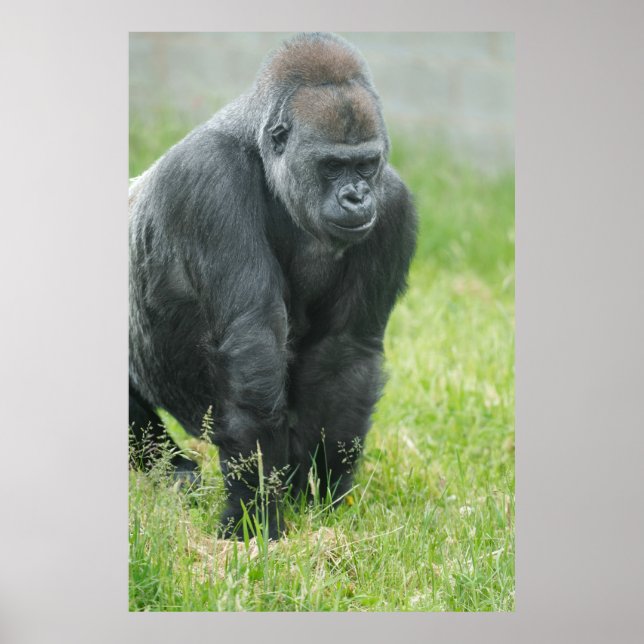 Power and Poise of Ozala Poster (Front)