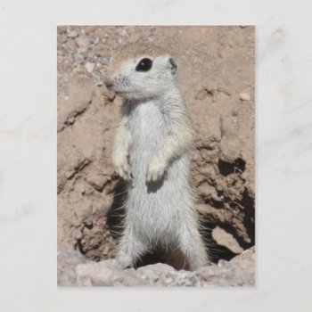 Power Ranger Squirrel Postcard by poozybear at Zazzle