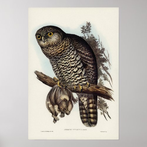 Powerful Owl by Elizabeth Gould Poster