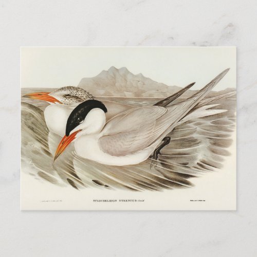 Powerful Tern by Elizabeth Gould Postcard