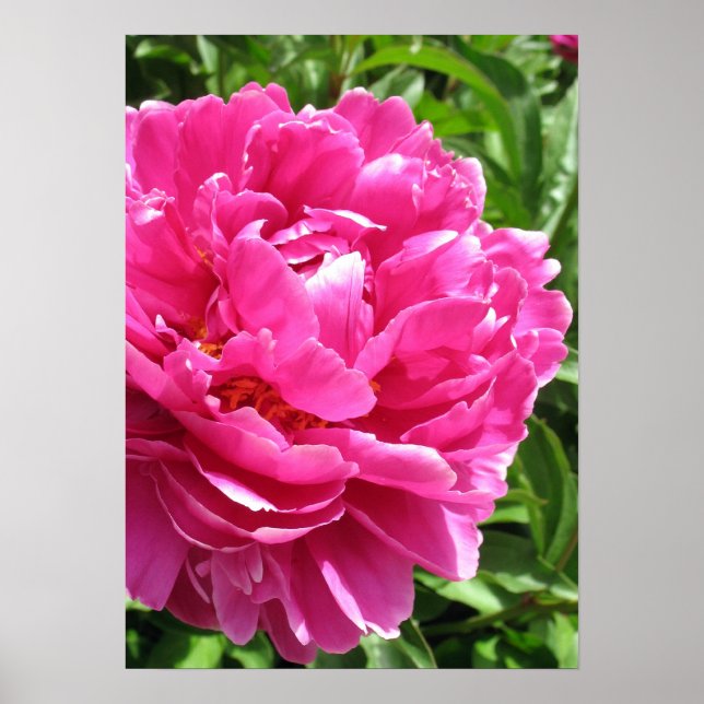 Practically Perfect Peony Poster (Front)