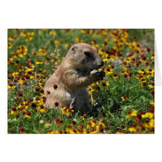 Praire Dog Cards
