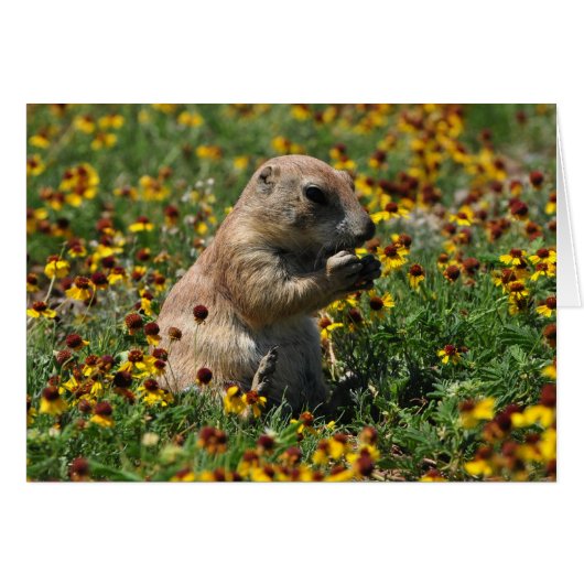 Praire Dog Cards (Front Horizontal)