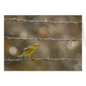Praire Warbler (Front Horizontal)