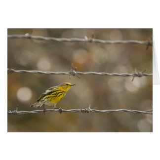Praire Warbler Cards