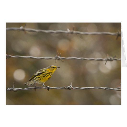 Praire Warbler Cards (Front Horizontal)