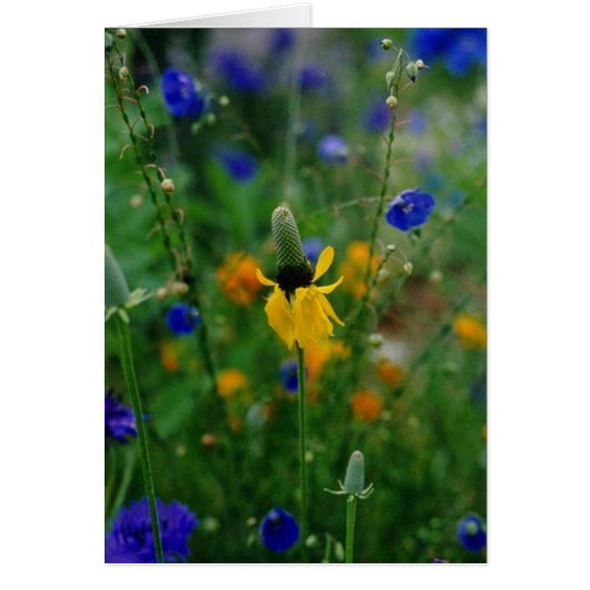 Prairie Coneflower (Front)
