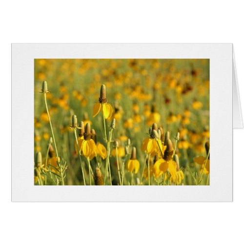 Prairie Coneflowers