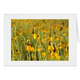 Prairie Coneflowers Cards