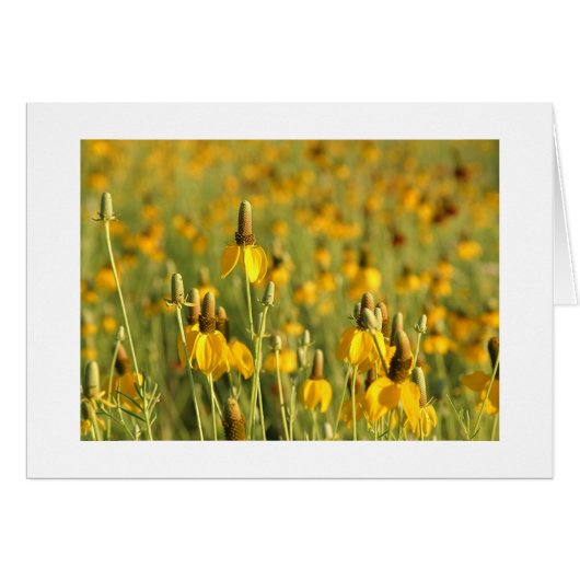 Prairie Coneflowers Cards (Front Horizontal)