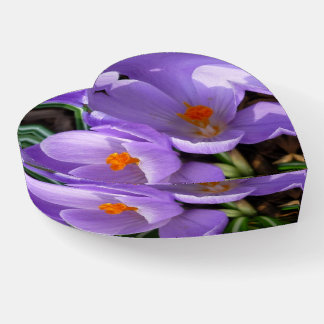Prairie Crocus Paperweight
