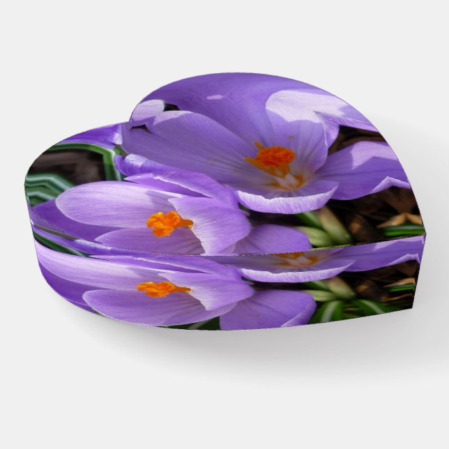 Prairie Crocus Paperweight (Angled)