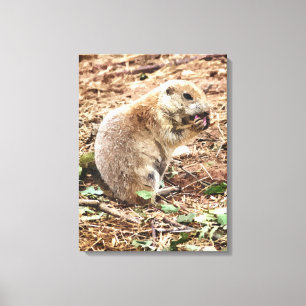 PRAIRIE DOG CANVAS PRINT