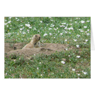 Prairie Dog Cards