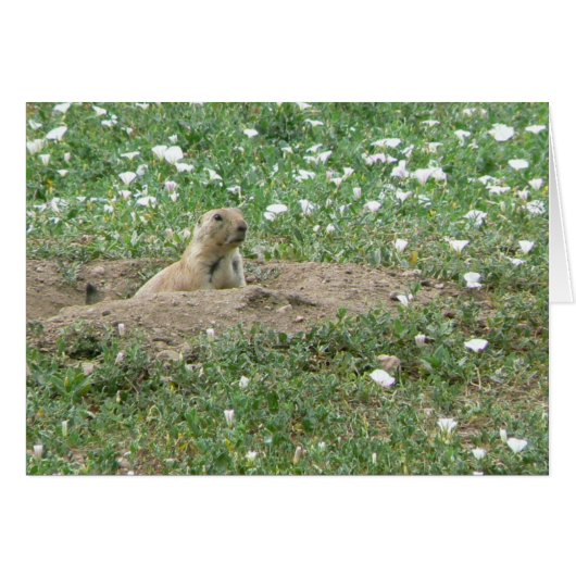 Prairie Dog Cards (Front Horizontal)
