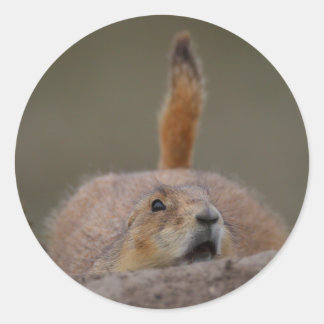 prairie dog classic round sticker