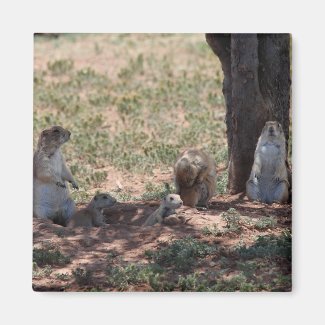 Prairie Dog Family