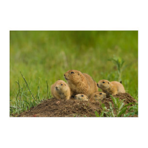 Prairie Dog Family on Den Acrylic Print