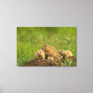 Prairie Dog Family on Den Canvas Print