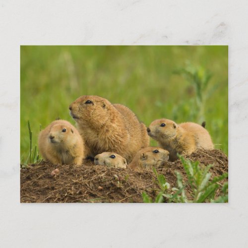 Prairie Dog Family on Den Postcard
