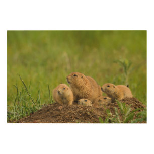 Prairie Dog Family on Den Wood Wall Art