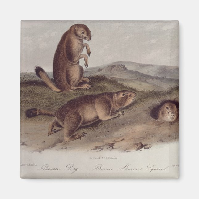 Prairie Dog from 'Quadrupeds of North America' Magnet (Front)