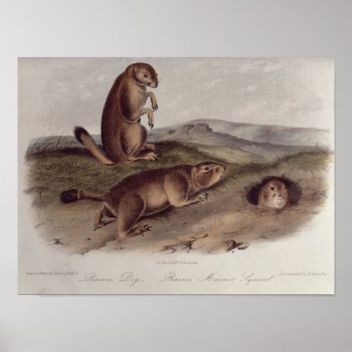 Prairie Dog from Quadrupeds of North America Poster