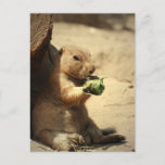 Prairie Dog Hanging Out  Postcard