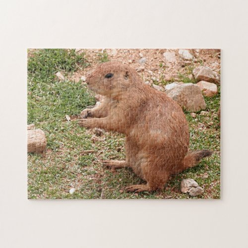 Prairie dog in zoo Arizona USA Jigsaw Puzzle