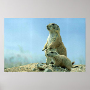 Prairie Dog Mother And Baby Poster