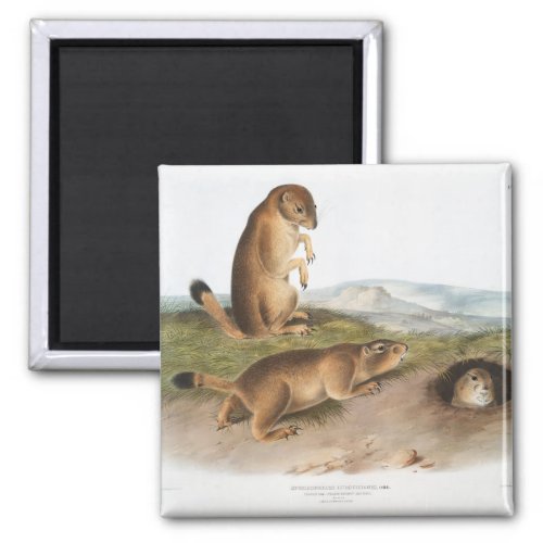 Prairie Dog or Prairie marmot squirrel Camping Magnet