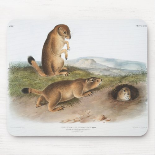 Prairie Dog or Prairie marmot squirrel Camping Mouse Pad