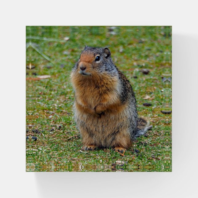 Prairie Dog Paperweight (Front)