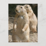 Prairie Dog Photo Postcard